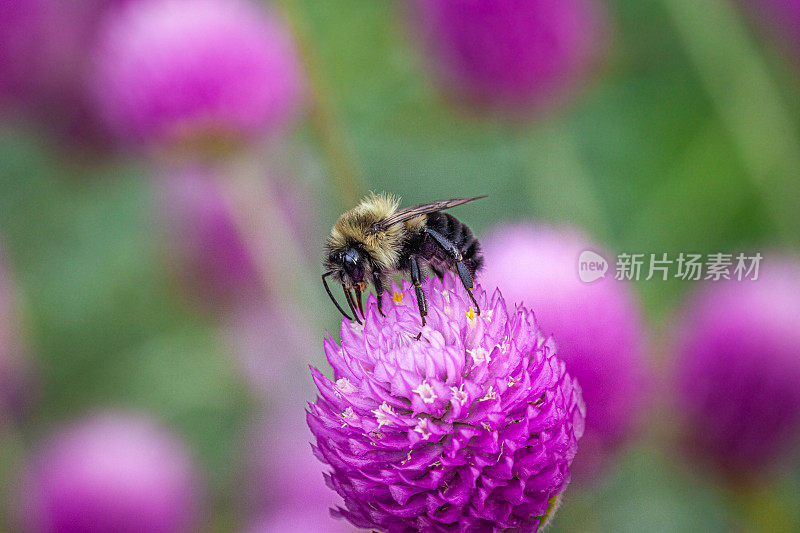 Bourdon fébrile， (Bombus impatiens)， Common Eastern Bumble bee, Gomphrena。